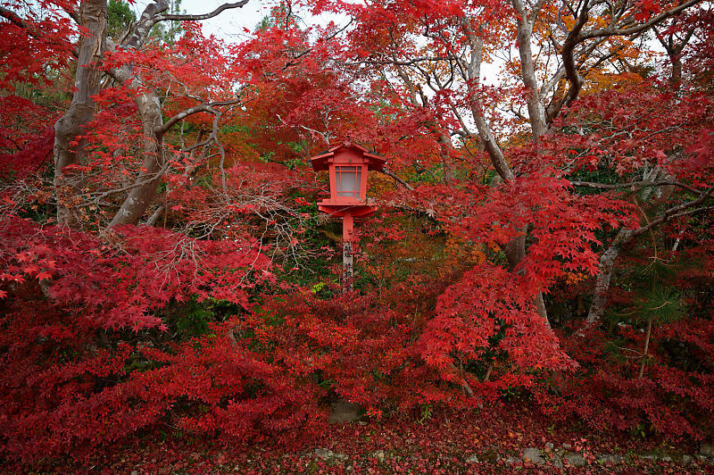 2021年京都の紅葉@亀岡 鍬山神社_f0032011_19481697.jpg