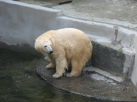 ウクライナ・ムィコラーイウ動物園のジフィルカ (Зефирка)、産室内で満10歳の誕生日を迎える_a0151913_22233668.jpg