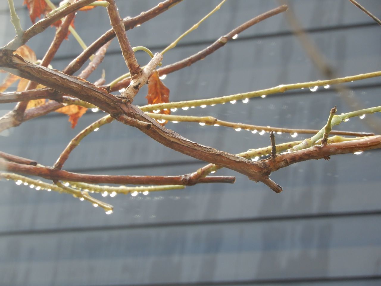 朝にはまた雪が積もっていたもののすぐに消えました_c0025115_21160813.jpg