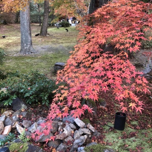 名残の紅葉、宝厳院へ_a0197730_15222645.jpeg