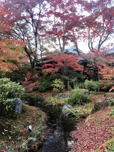 名残の紅葉、宝厳院へ_a0197730_15231101.jpeg
