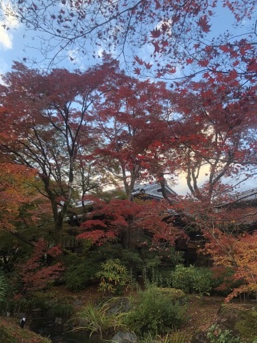 名残の紅葉、宝厳院へ_a0197730_15231525.jpeg