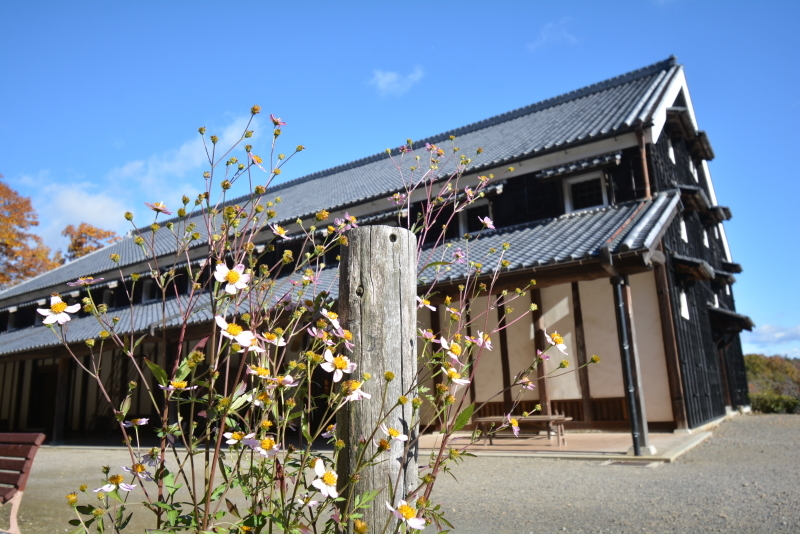 白と黒と菊_e0373930_19353323.jpg