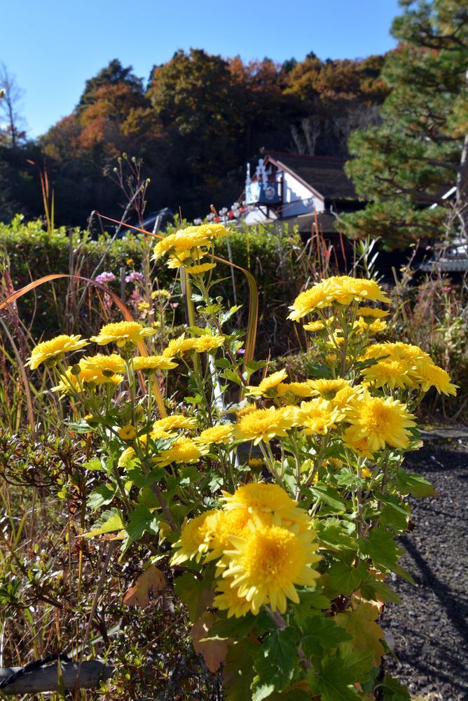 白と黒と菊_e0373930_19353449.jpg