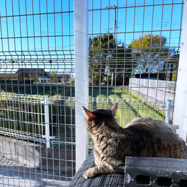 猫テラスひとりじめ_d0355333_19085367.jpg