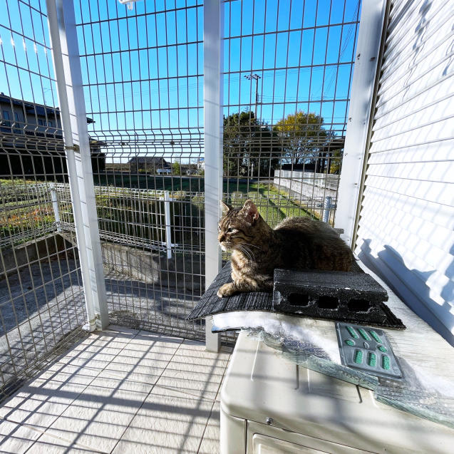 猫テラスひとりじめ_d0355333_19085443.jpg