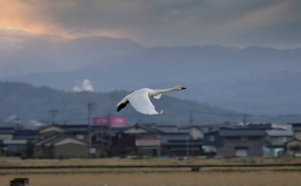 続・夕暮れの白鳥_e0403850_21324678.jpg