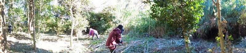 ダンチクと格闘・・・定例活動日_c0108460_14365961.jpg