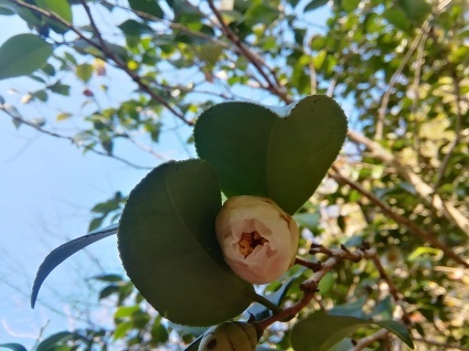 虎杖の秋…_b0368362_08595543.jpg
