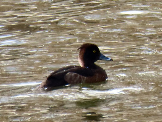 初冬の西岡水源地公園_f0083977_09394820.jpg