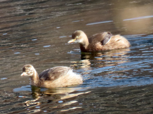 初冬の西岡水源地公園_f0083977_09435160.jpg