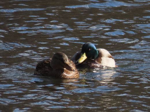 初冬の西岡水源地公園_f0083977_09460986.jpg