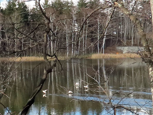 初冬の西岡水源地公園_f0083977_09520868.jpg