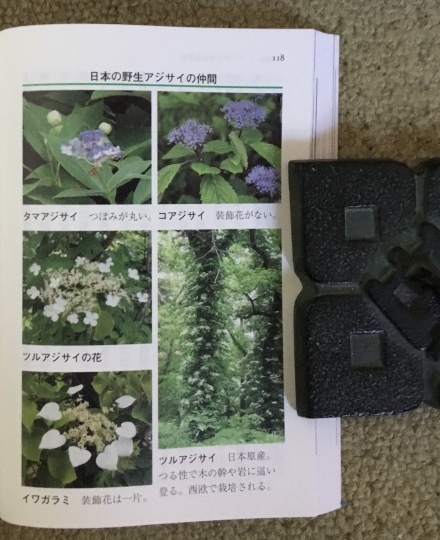 アジサイの花 色魔法 575筆まか勢 アジサイの花 色魔法 575筆まか勢