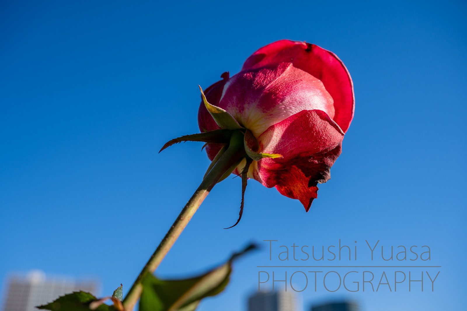 晩秋散歩 品川から丸の内 シグマ18-50mm F2.8 DC DN_c0407880_17574074.jpg