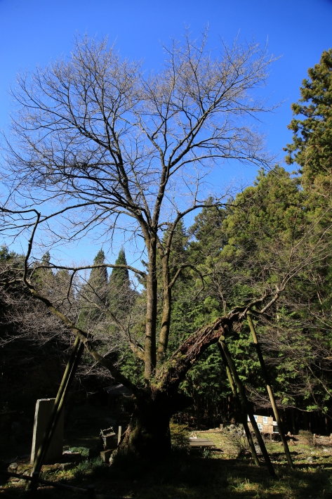 大根洗い_c0358784_18105409.jpg