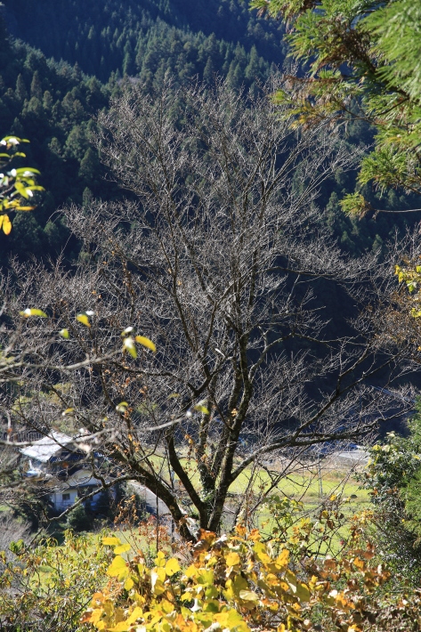 大根洗い_c0358784_18112018.jpg