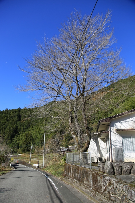 大根洗い_c0358784_18123890.jpg