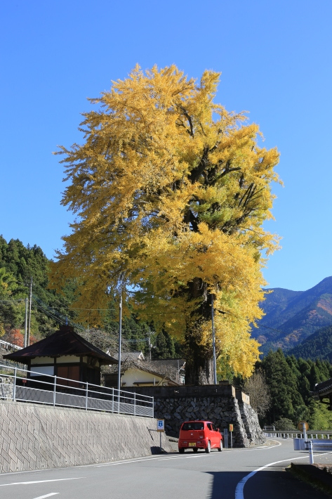 大根洗い_c0358784_18151046.jpg