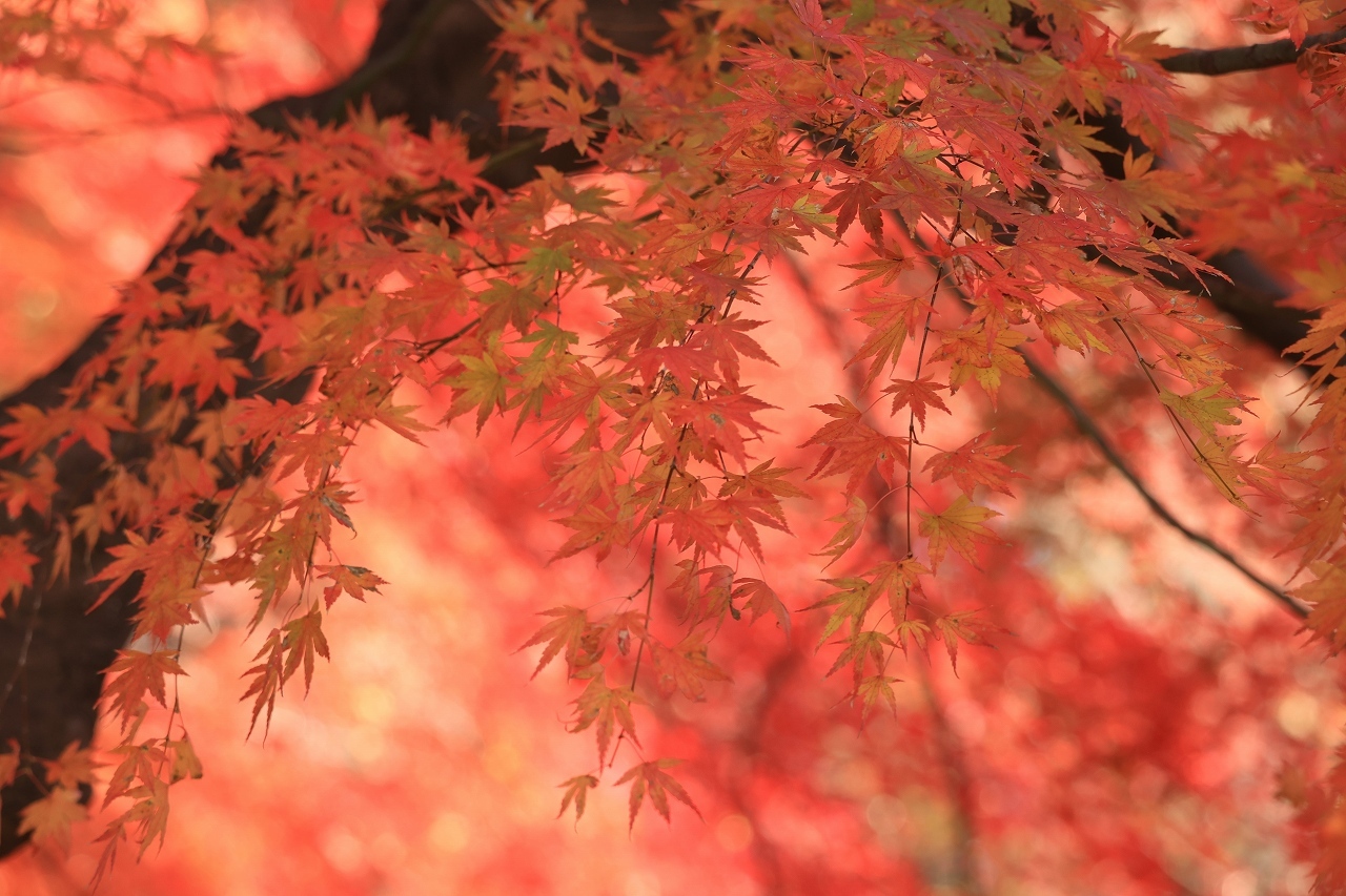 ラスト紅葉 in 西公園 part1_b0050305_20432397.jpg