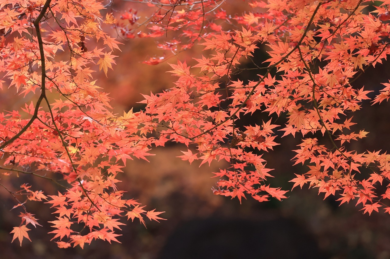 ラスト紅葉 in 西公園 part1_b0050305_20441989.jpg