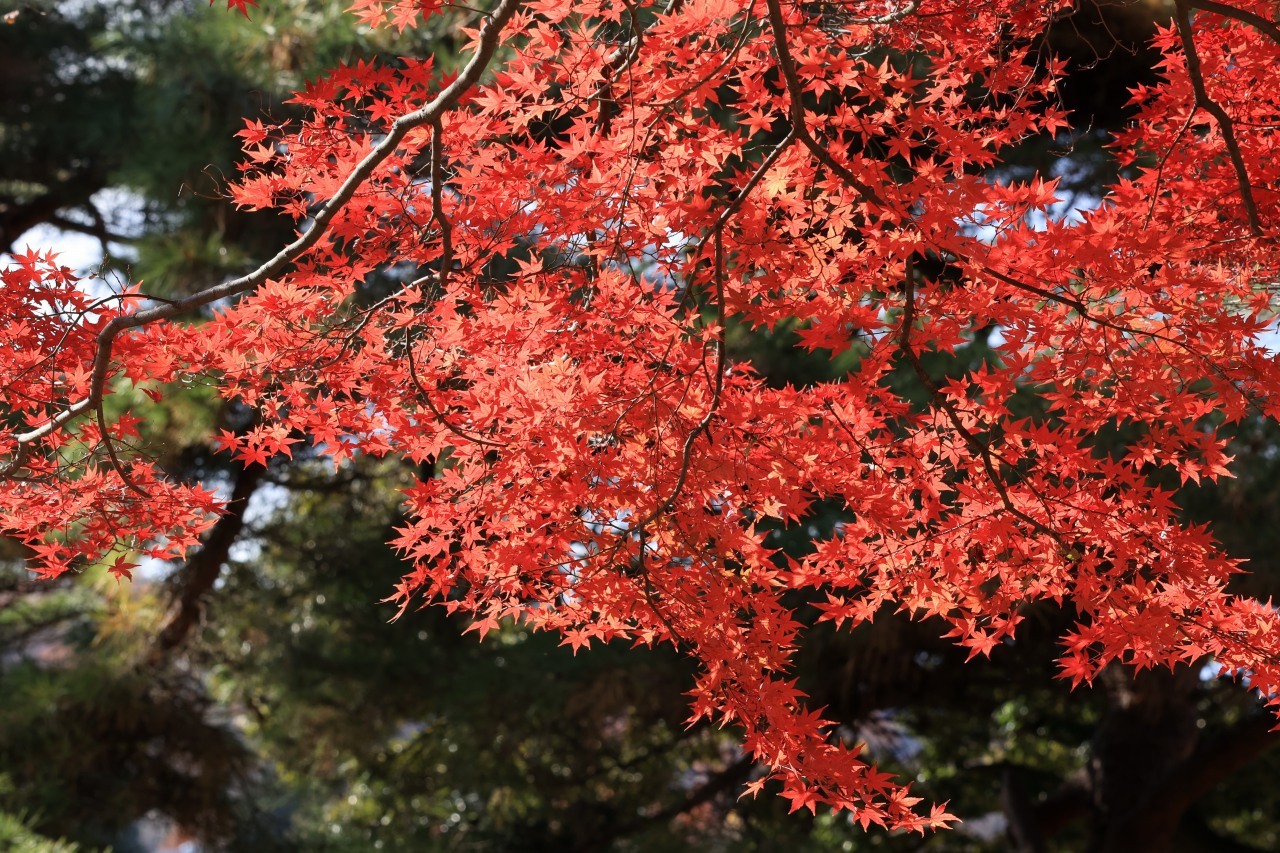 ラスト紅葉 in 西公園 part1_b0050305_21031140.jpg