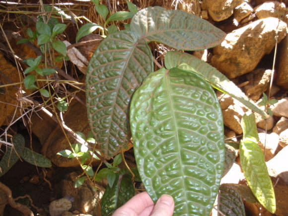 Eugenia bullata_d0187020_11552088.jpg