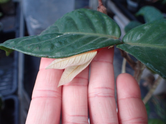 Eugenia bullata_d0187020_13000754.jpg