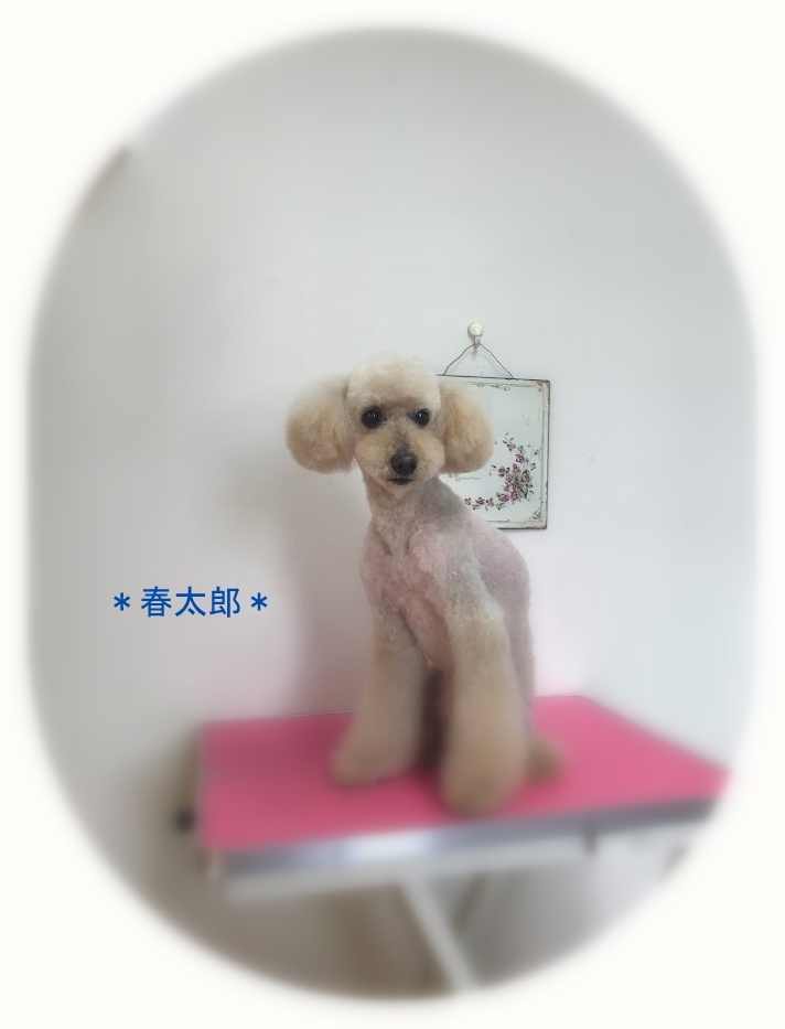 春太郎くん_a0315823_19272431.jpg