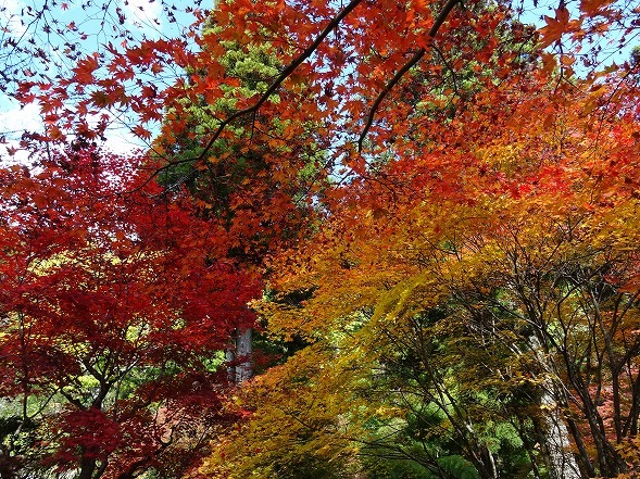 龍穏寺の紅葉_b0299042_20013926.jpg