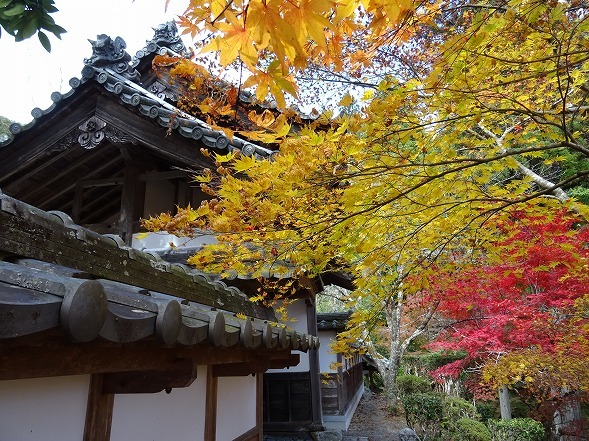 龍穏寺の紅葉_b0299042_20044544.jpg