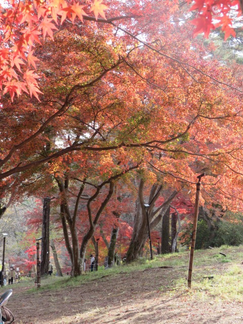 秩父　紅葉_a0052155_10440123.jpg