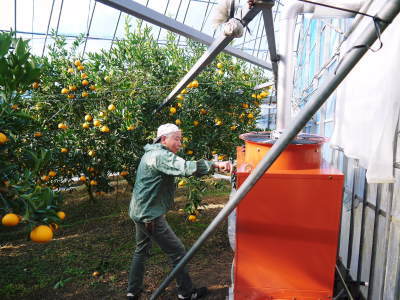 究極の柑橘「せとか」　今年もかなり順調に成長中！これから訪れる寒さに備えダクトの設置をしました！ _a0254656_18030537.jpg