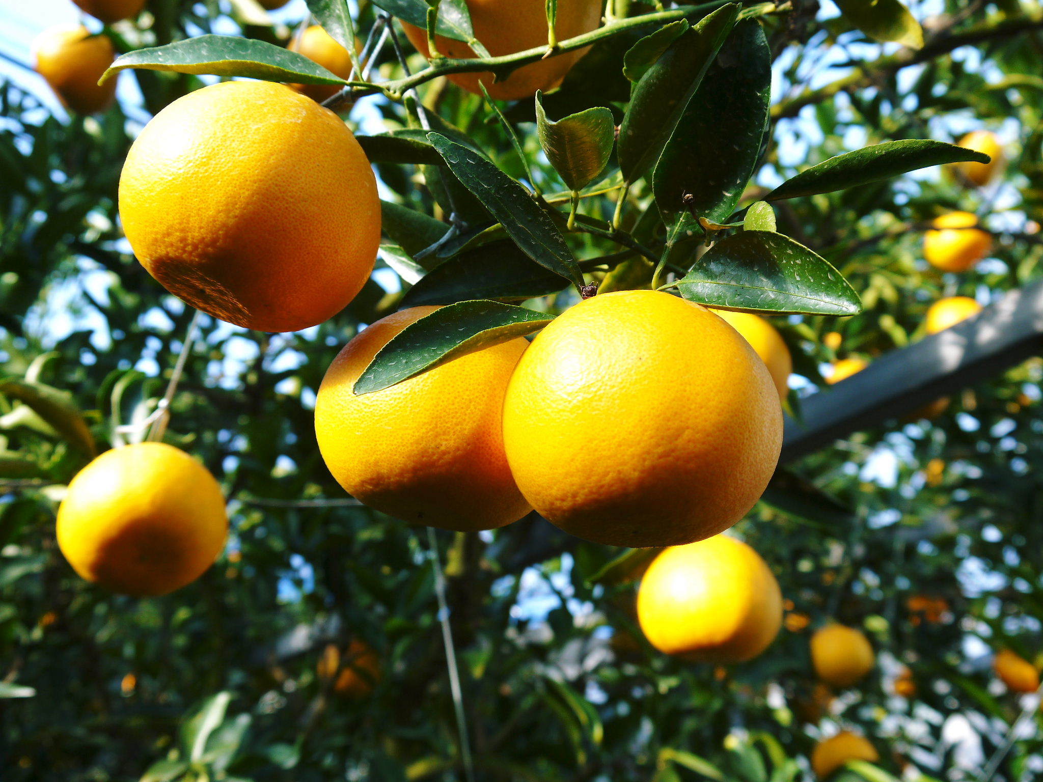 究極の柑橘「せとか」　今年もかなり順調に成長中！これから訪れる寒さに備えダクトの設置をしました！ _a0254656_18053137.jpg