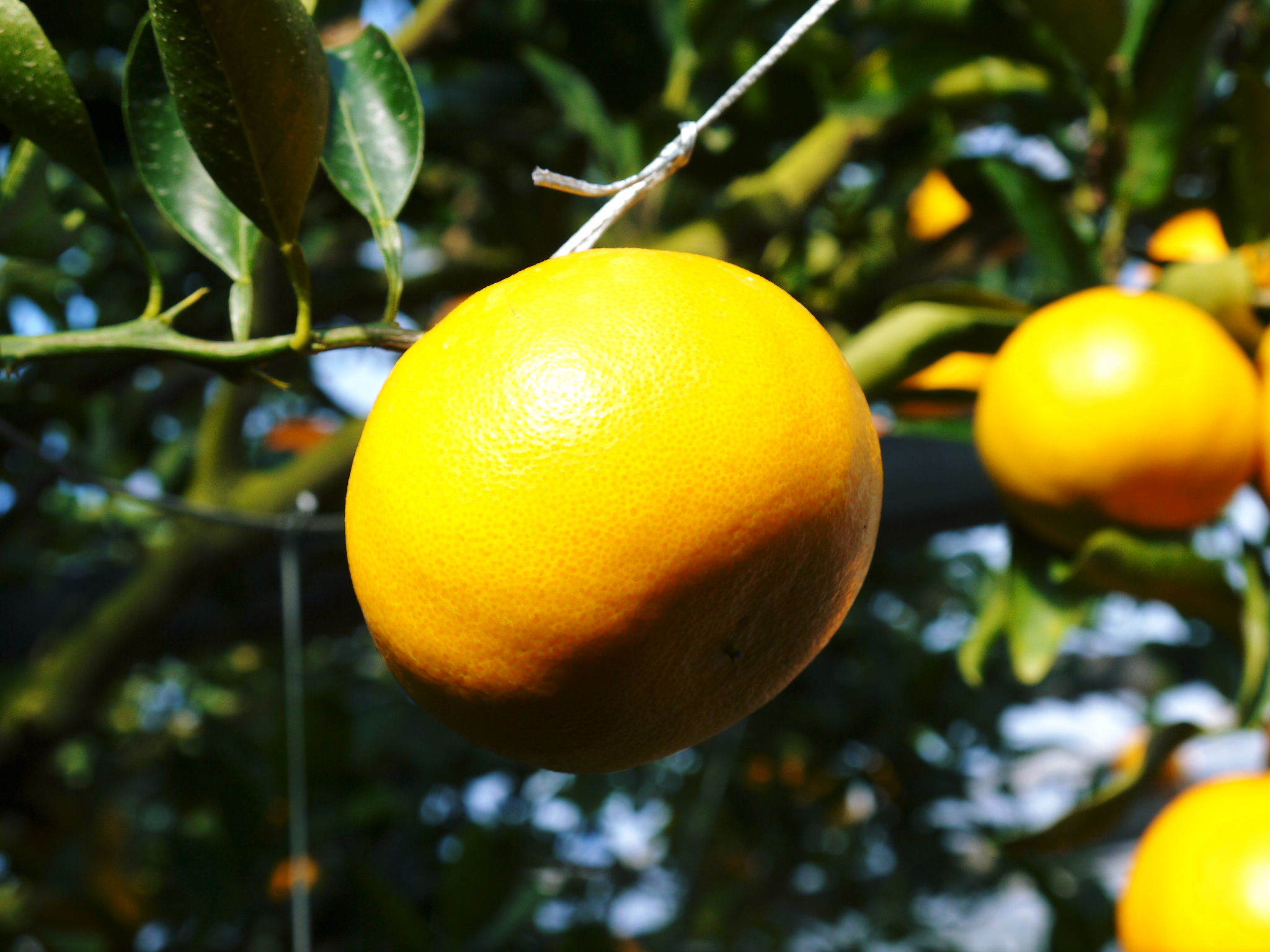 究極の柑橘「せとか」　今年もかなり順調に成長中！これから訪れる寒さに備えダクトの設置をしました！ _a0254656_18265969.jpg