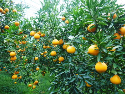 究極の柑橘「せとか」　今年もかなり順調に成長中！これから訪れる寒さに備えダクトの設置をしました！ _a0254656_18404053.jpg