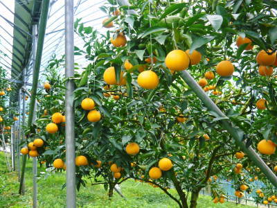 究極の柑橘「せとか」　今年もかなり順調に成長中！これから訪れる寒さに備えダクトの設置をしました！ _a0254656_18414770.jpg