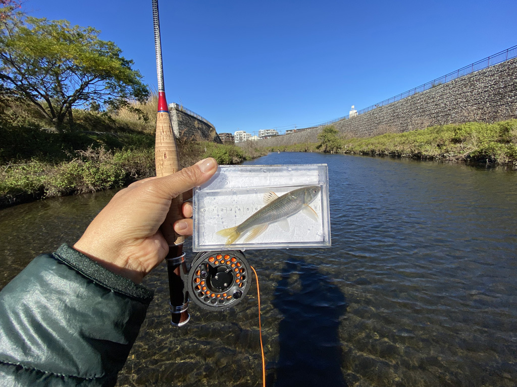 強風だったから釣れないと思ったけど オイカワ釣り 二子玉川 で ｆｆ Fly Fishing
