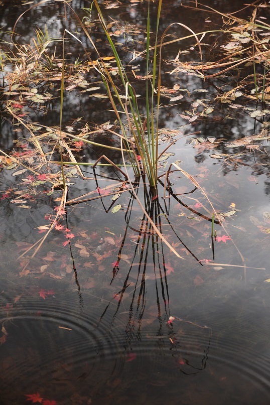 タカドヤ湿地続き_e0304170_15480025.jpg