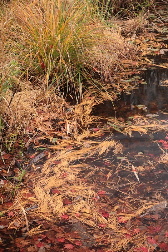 タカドヤ湿地続き_e0304170_15481265.jpg