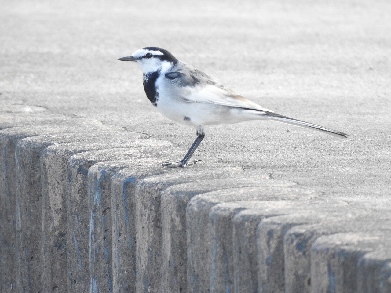 『さくら公園のモズとホオジロとカワラヒワとセキレイ達~』_d0054276_19574311.jpg