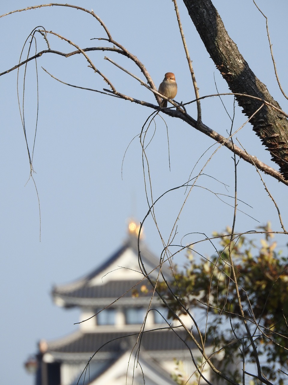 『さくら公園のモズとホオジロとカワラヒワとセキレイ達~』_d0054276_19581215.jpg