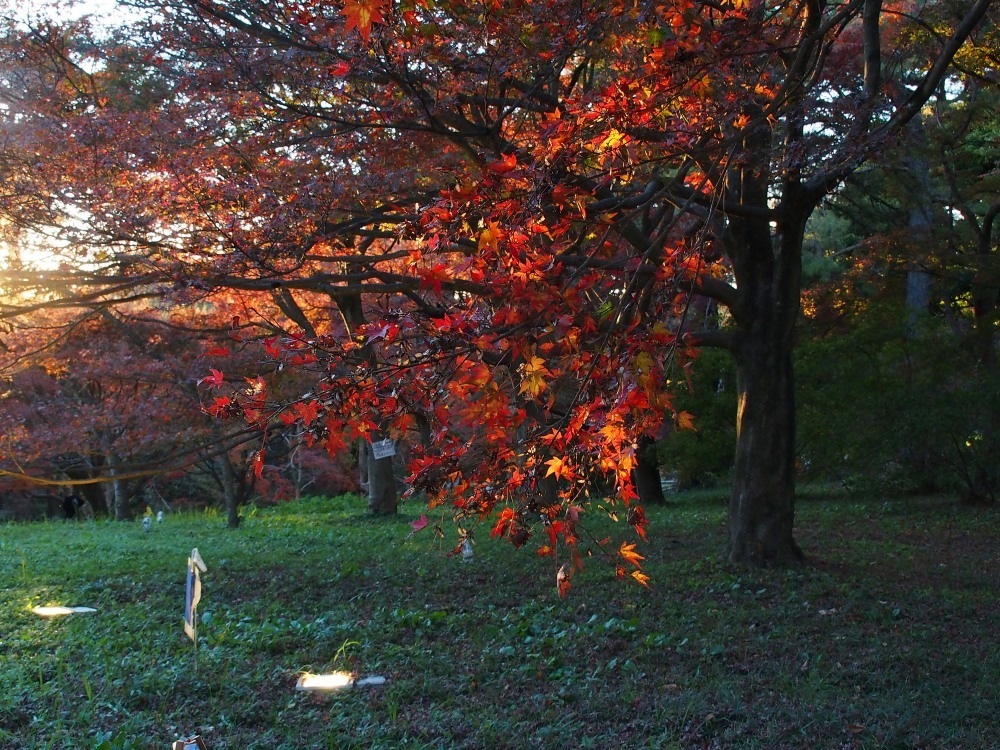 森林公園紅葉狩り_c0252688_01094052.jpg