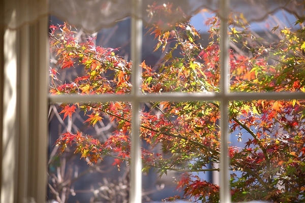 色づく秋から冬への庭 2021_d0025294_12495710.jpg