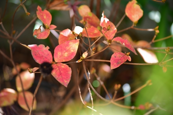 色づく秋から冬への庭 2021_d0025294_13473537.jpg