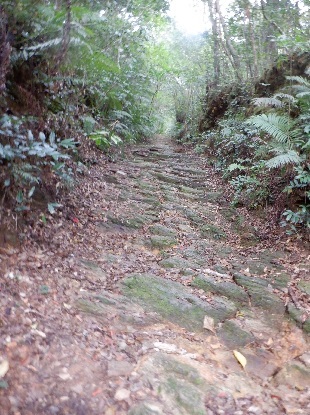 沖縄本島最高峰　与那覇岳_e0077899_07302857.jpg