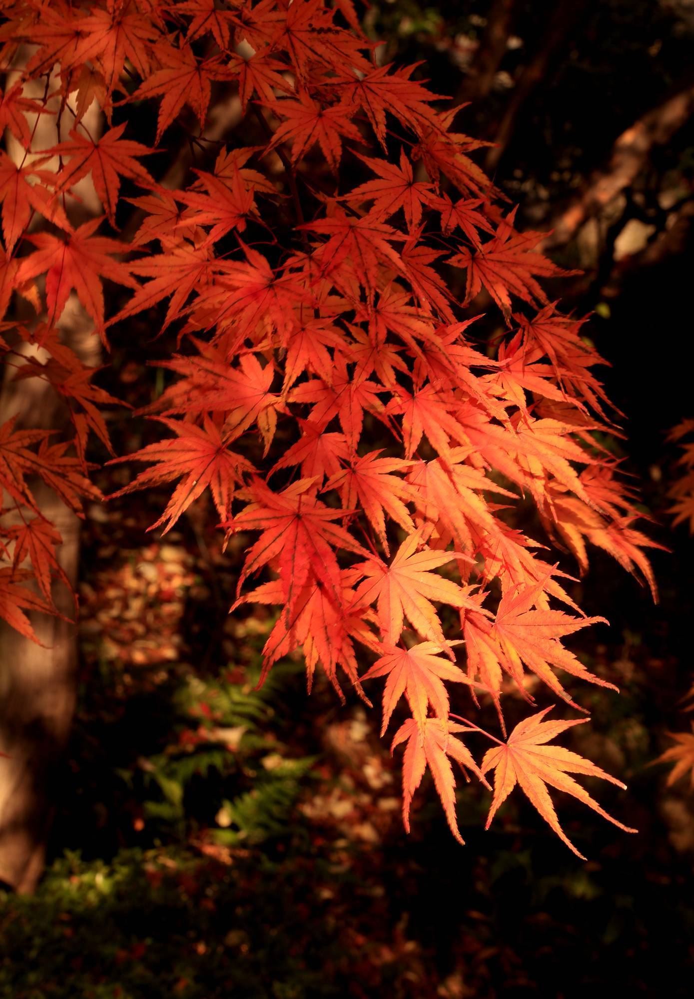 ー三景園の紅葉ー その 鞆の浦ロマン紀行