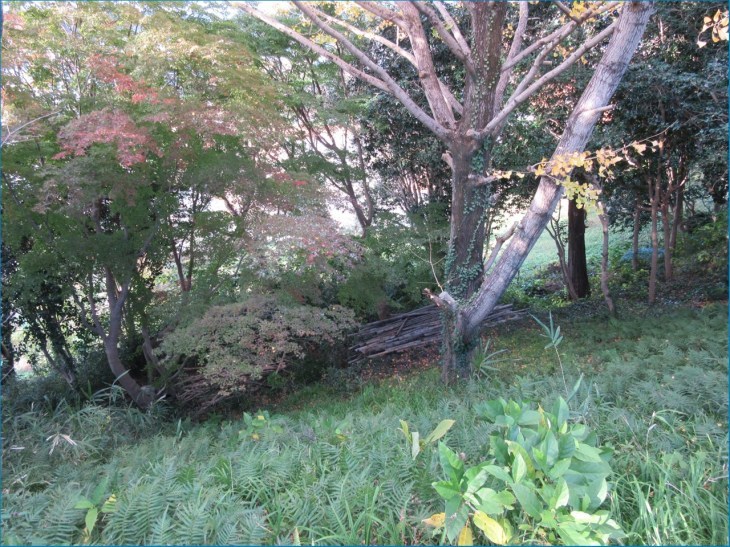 掛川城 竹の丸と掛川古城跡 見学_c0376508_14070523.jpg