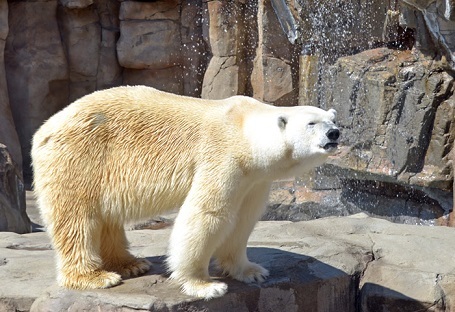 神戸・王子動物園のみゆき (Miyuki) が国内最高齢の満31歳の誕生