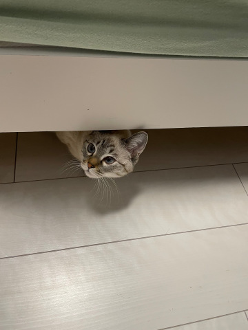 何気ない日常のひとこま_b0340621_16235934.jpeg